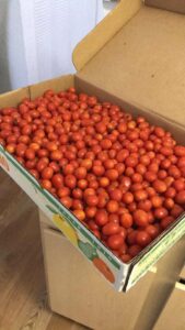 Lots of tomatoes!
