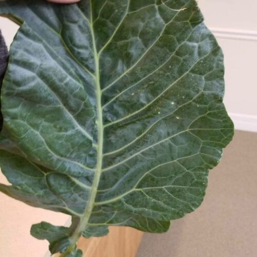 Collard greens salad with avocado and clementines