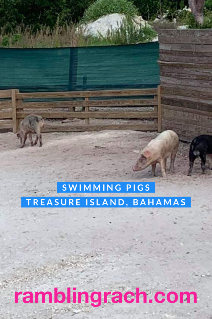 Swimming with pigs at Coco Cay Bahamas 