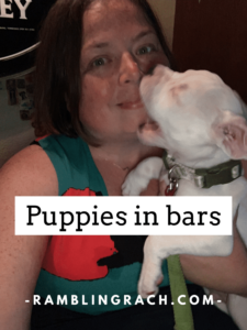 White boxer puppy in a bar