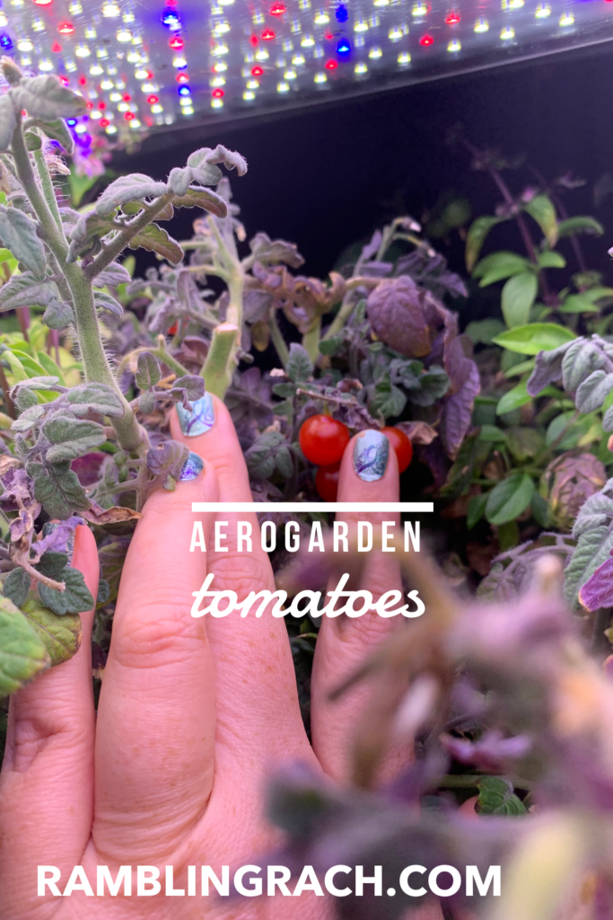 Aerogarden tomatoes. Easy indoor garden system