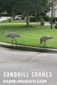 Sandhill cranes in Florida