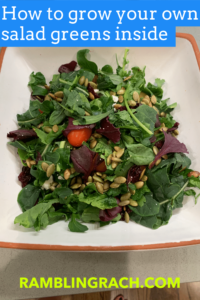 Aerogarden aruglua and beet green salad