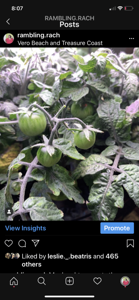 Tomatoes grown in the aerogarden 