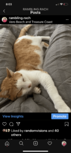 Orange kitty cat snuggles