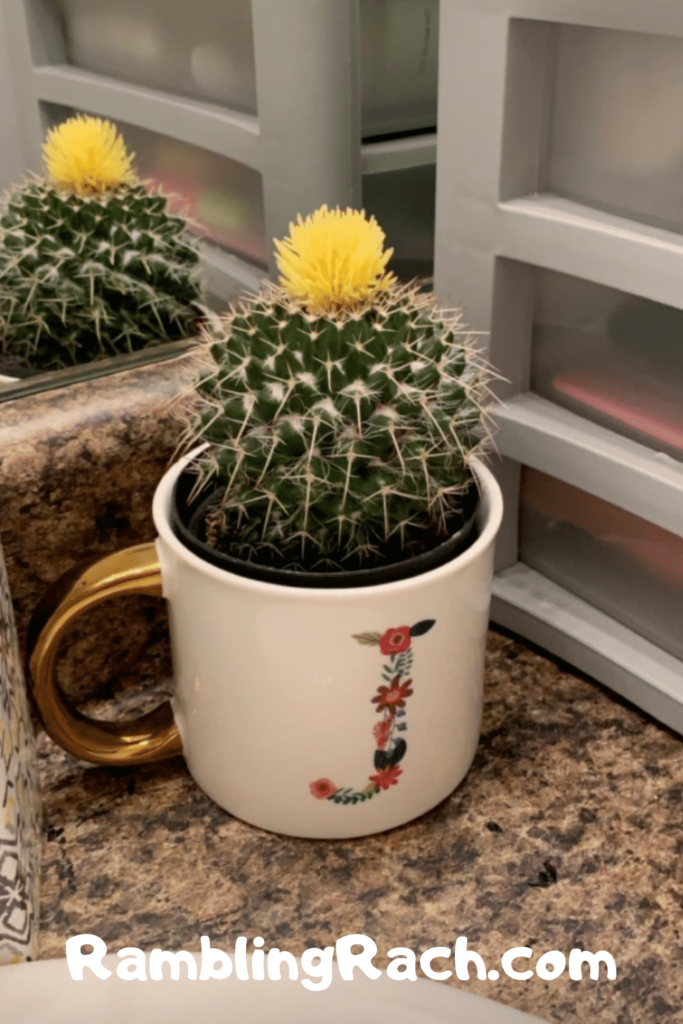 My daughter's first cactus 