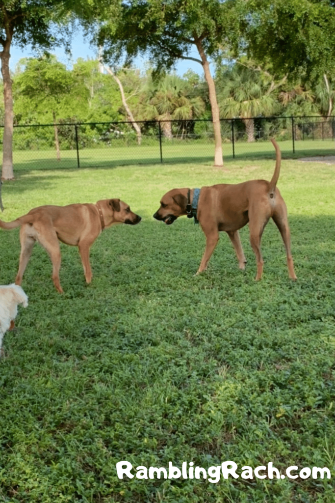 Dog park fun!