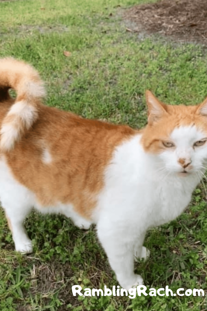 Milo orange cat